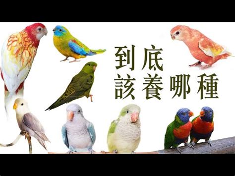 可以養的鳥